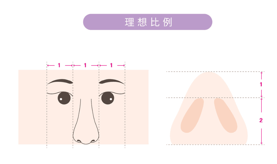 理想的鼻子黃金比例圖

